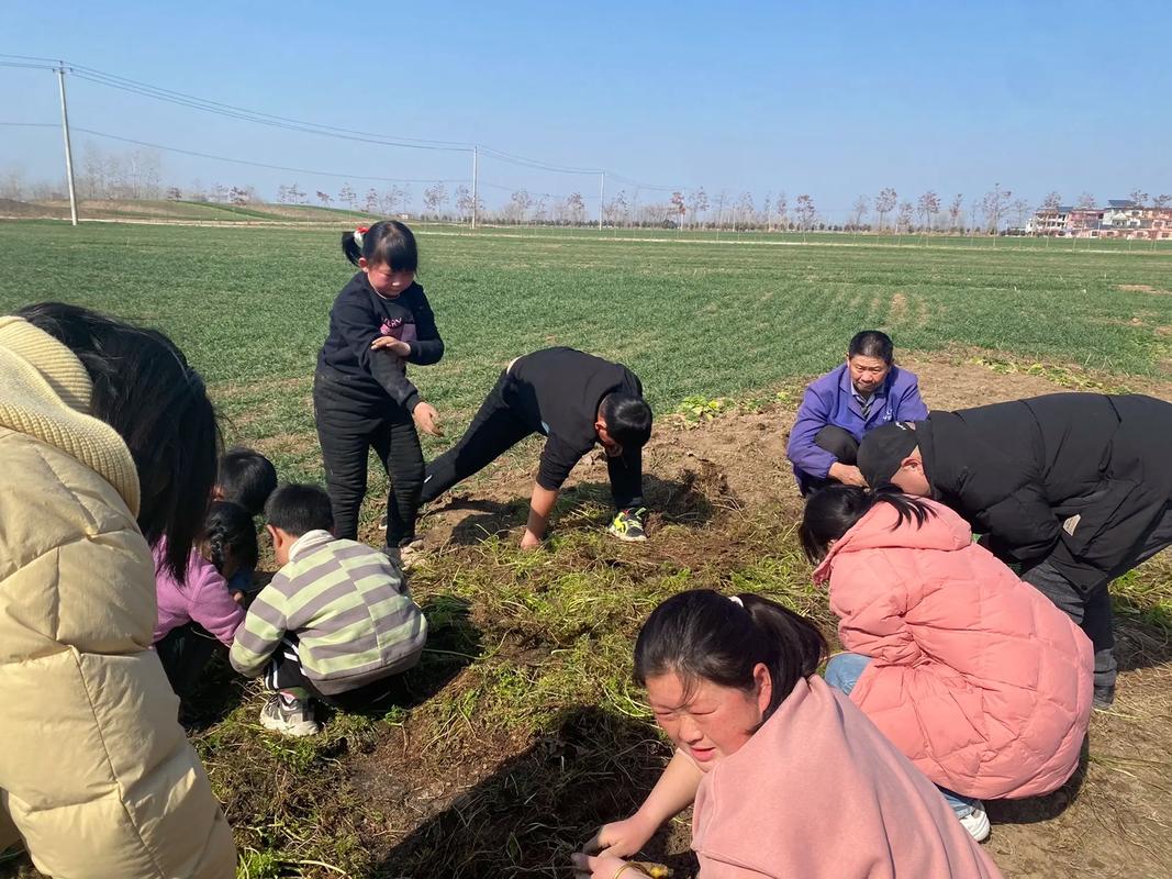 一小孩儿和老师拔萝卜(黄)_小朋友拔萝卜儿歌_小孩拔萝卜很危险