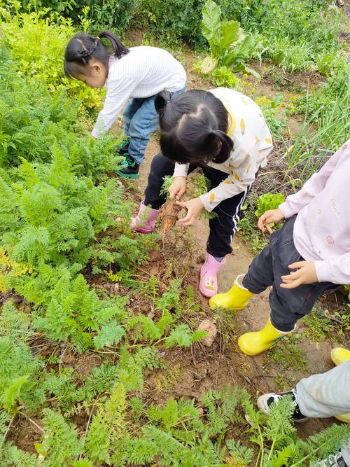 一小孩儿和老师拔萝卜(黄)_小朋友拔萝卜儿歌_小孩拔萝卜很危险