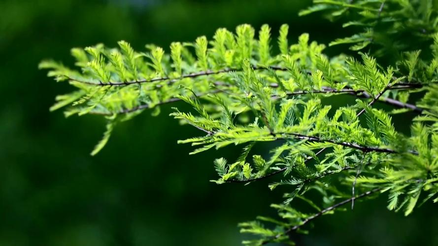 野花视频免费观看高清在线观看_野花视频免费观看高清在线观看_野花视频免费观看高清在线观看