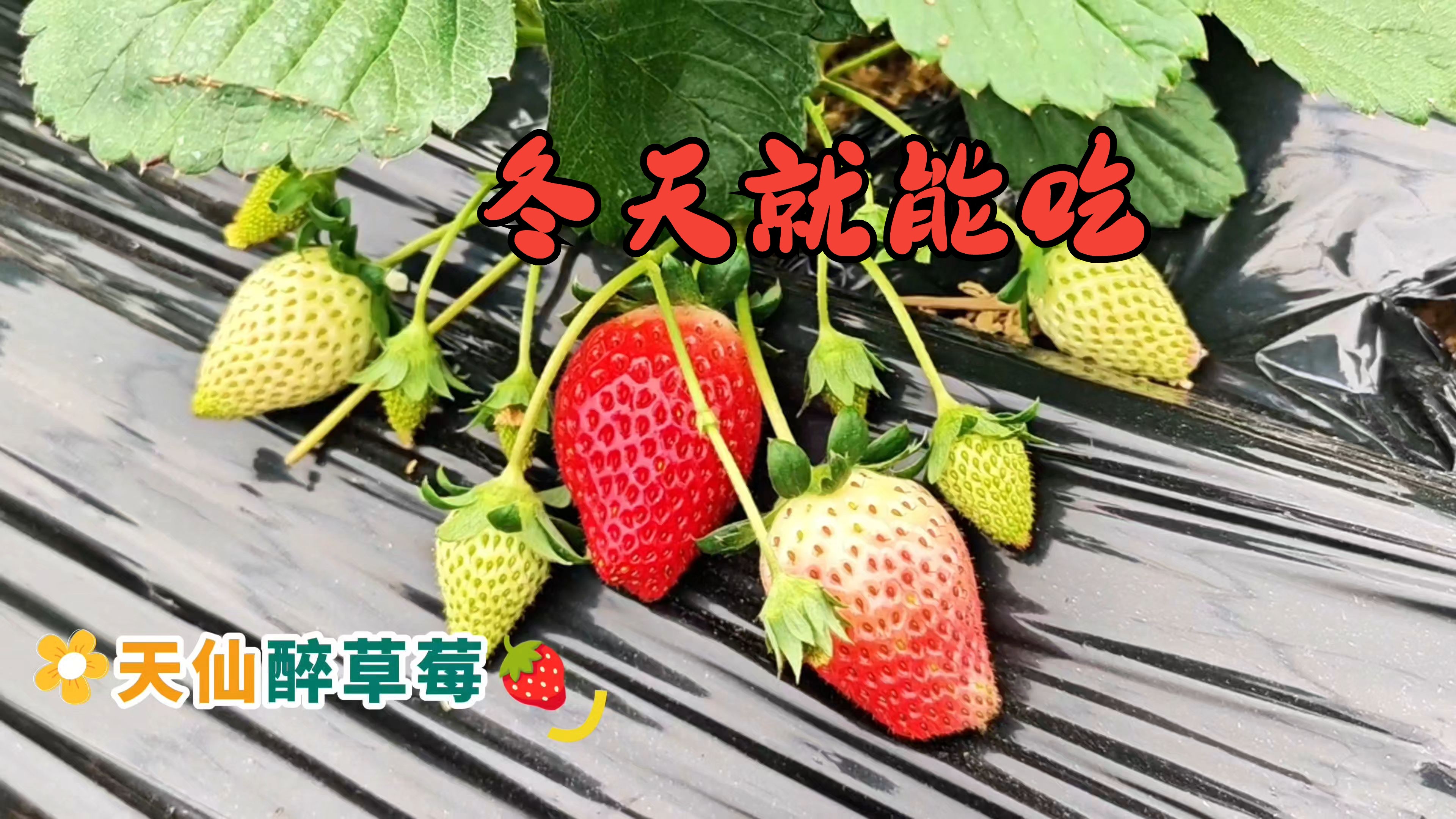 草莓视频免费观看完整版在线观看下载草莓视频免费观看，在线观看与下载指南