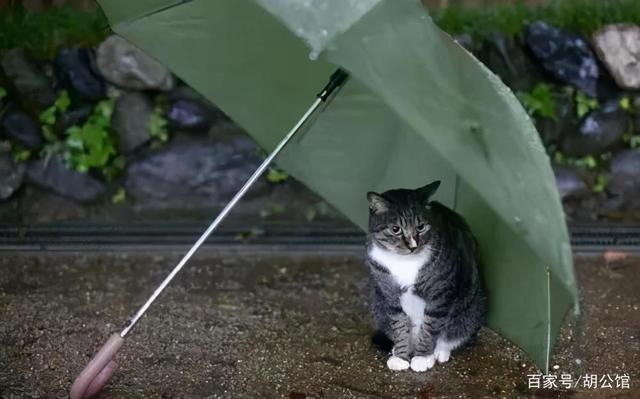 下雨天的车站避雨2日动画片观看雨中的避风港——车站的温暖记忆