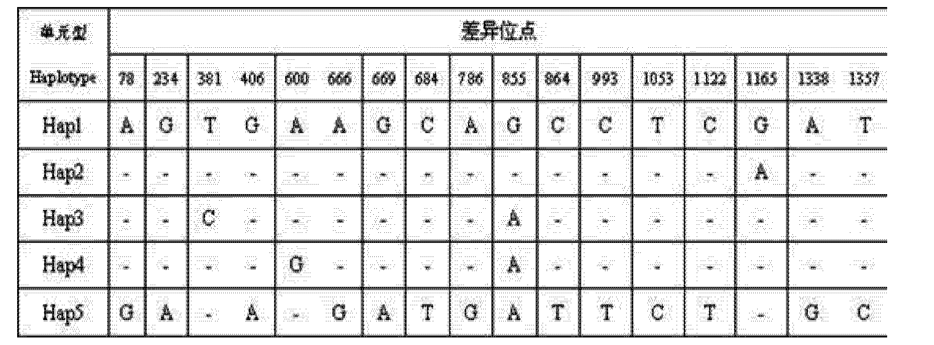 亚洲码与欧洲码的差异解析