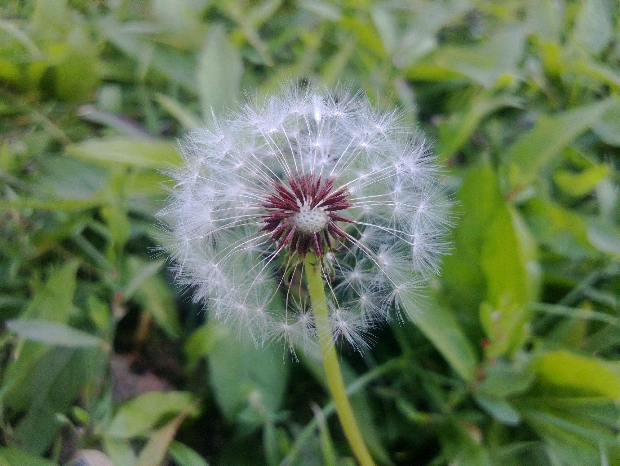 野草视频在线观看免费野草视频在线观看免费，探索与体验的乐趣