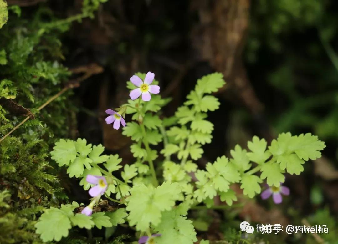 樱花草的魅力，在线播放免费中文的美丽邂逅-第3张图片