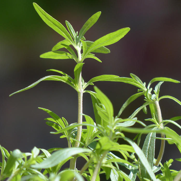 香草视频，一种独特的视觉体验-第2张图片