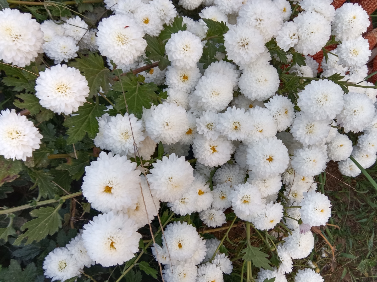 棉签可以做什么手工菊花棉签的独特体验，一根根探索菊花的奥秘-第2张图片