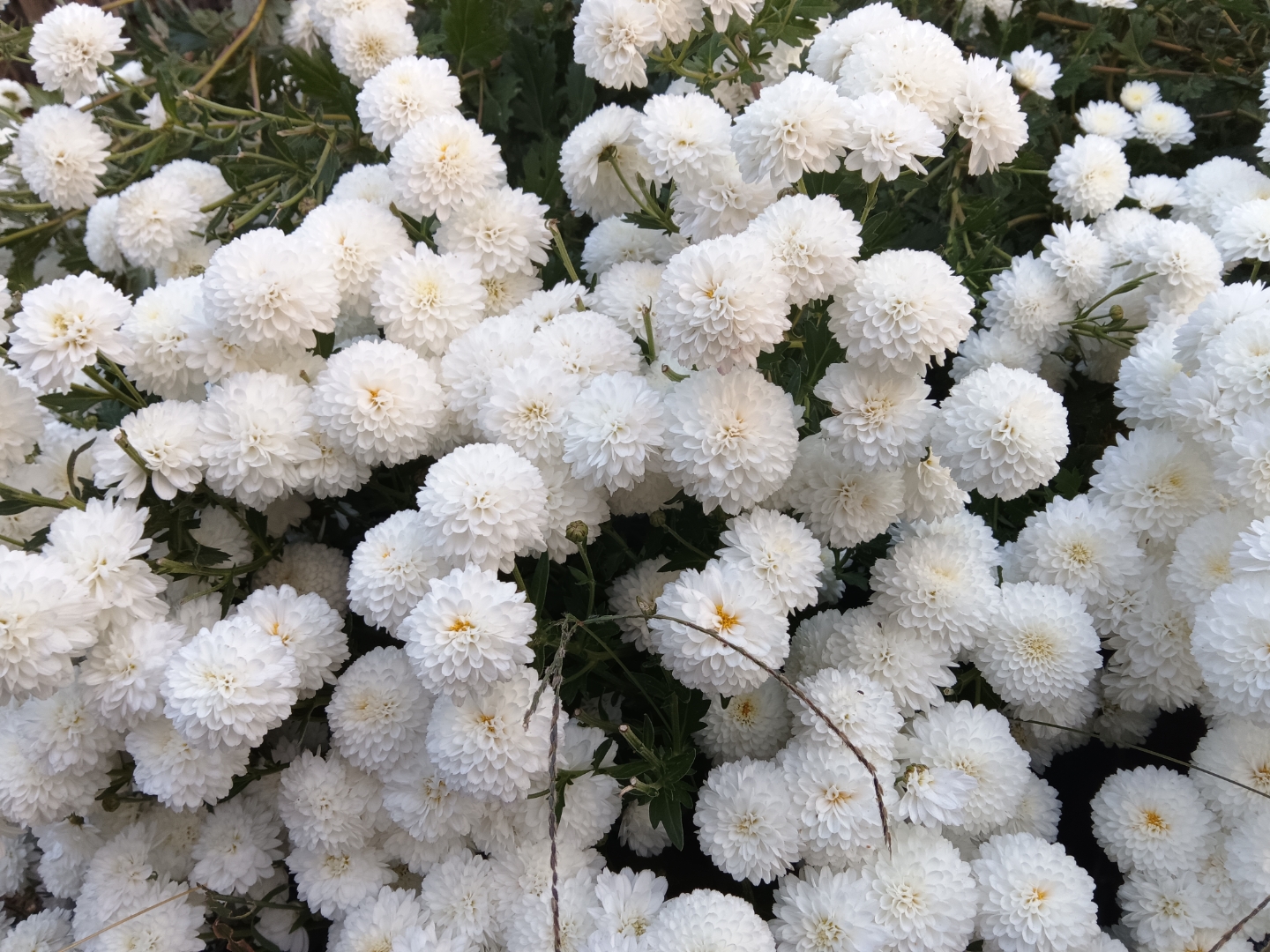 棉签可以做什么手工菊花棉签的独特体验，一根根探索菊花的奥秘-第3张图片