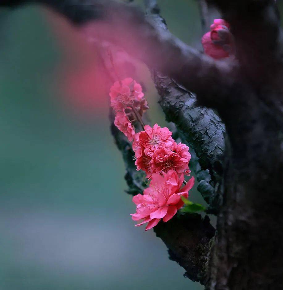 母亲的桃花源菊花母亲的桃花源与那片菊花-第3张图片