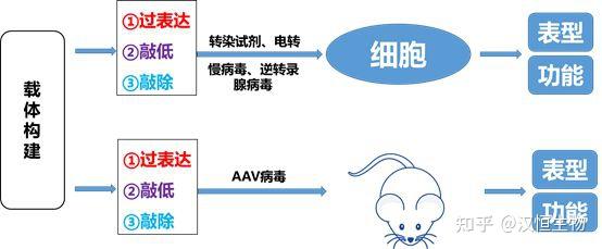 天堂SV在线最新版——健康娱乐的正确选择-第1张图片