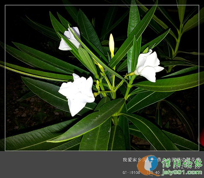 野花香社区论坛野花香社区论坛，探索生活之美与共享知识之乐-第3张图片