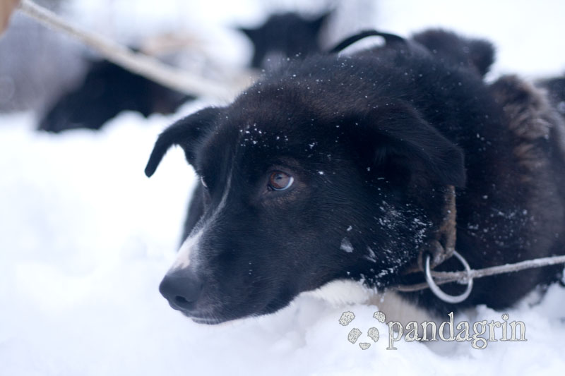 ZOOMDOG马ZOOMDOG马，驰骋在科技与速度的交汇点