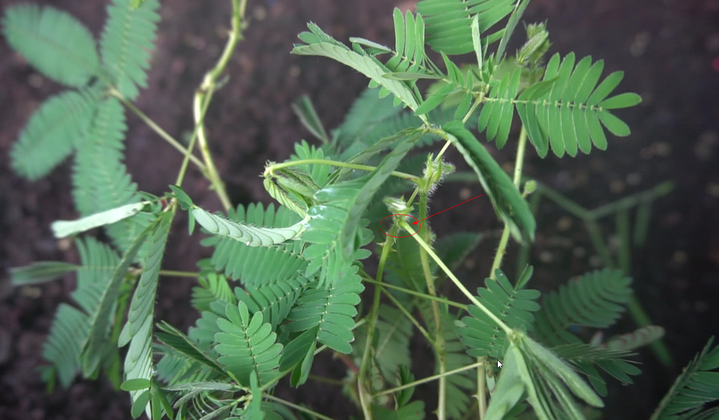 含羞草传媒在线打开探索WW含羞草传媒的在线观看之旅-第1张图片