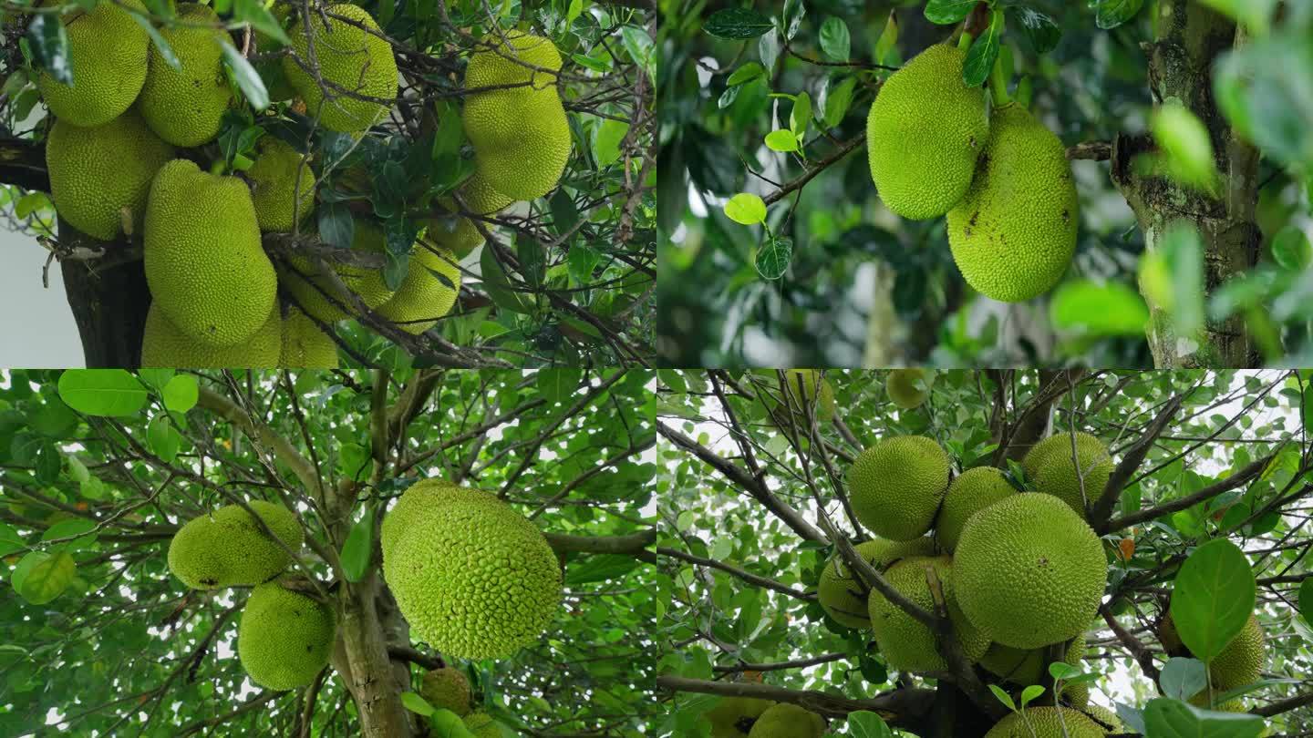 菠萝蜜视频app在线观看菠萝蜜视频app，在线观看的便捷体验-第3张图片