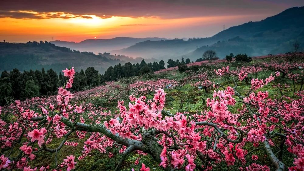 桃花直播，在线观看免费播放的魅力之旅