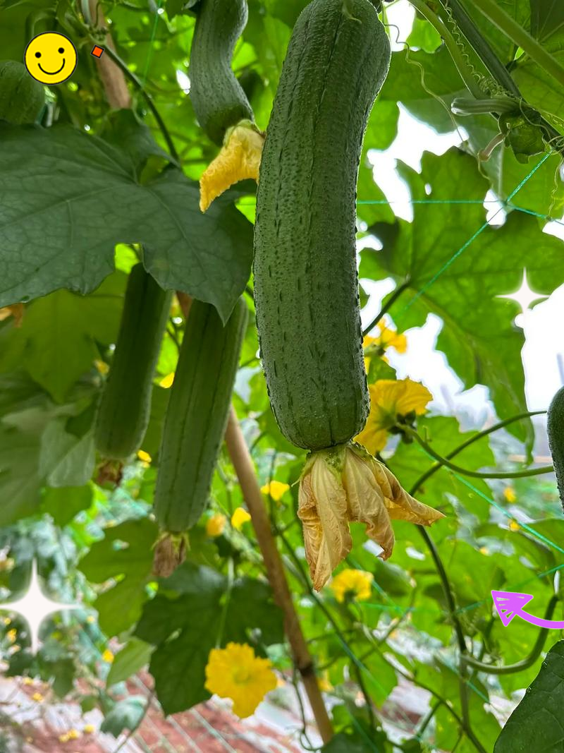 丝瓜视频绿巨人草莓探索丝瓜、秋葵、草莓与绿巨人的奥秘——www在线平台-第2张图片