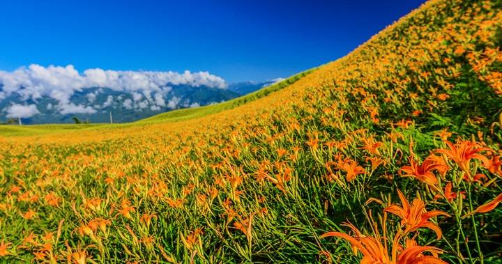 忘忧草影院日本忘忧草影院日本，探索日本电影文化的独特魅力