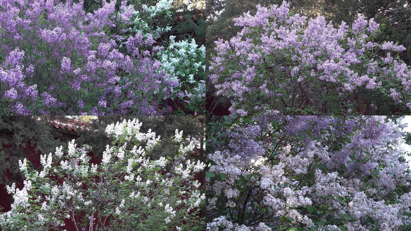 丁香花完整视频在线观看婷婷激情五月，综合色彩的持久魅力