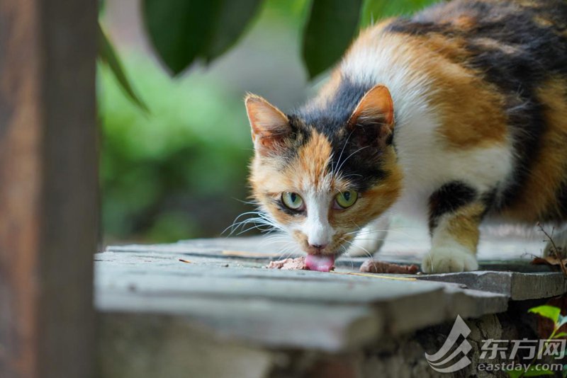 猫咪社区www高清视频在线探索猫咪社区高清视频在线的魅力-第2张图片