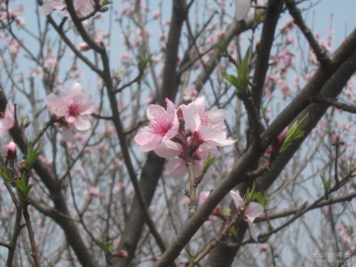 春暖花开，回味老版入口的独特魅力