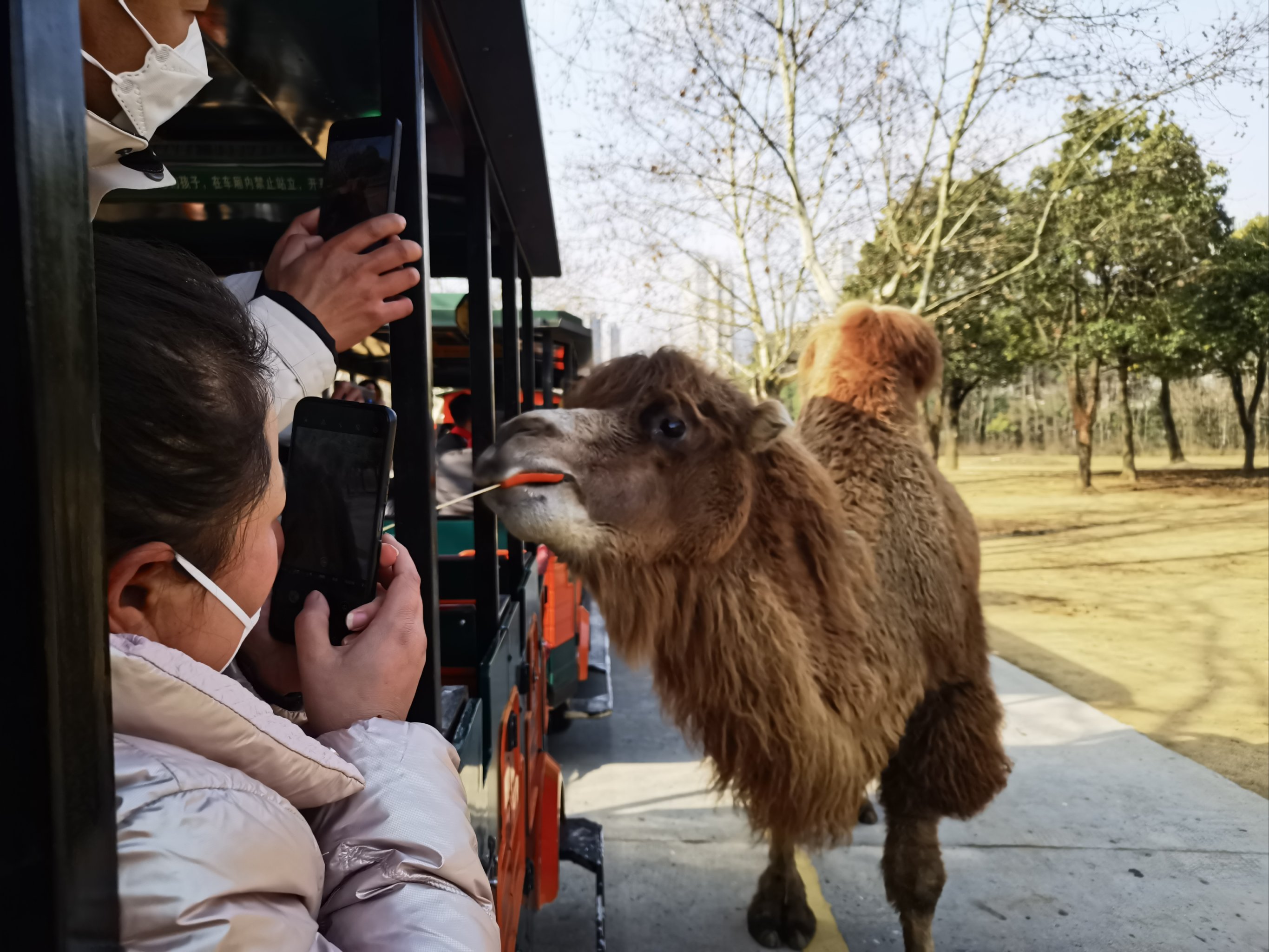 zoomies狗探索高清世界，ZOOM狗动物之旅