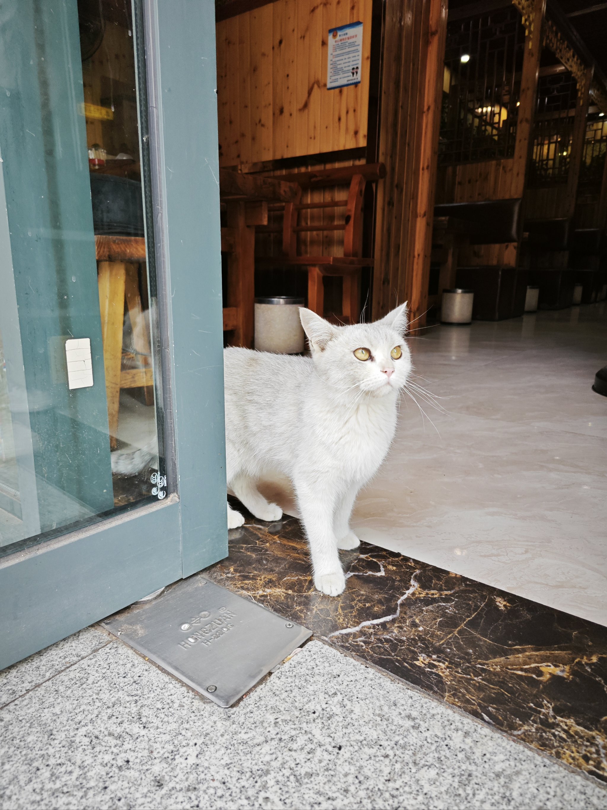 城市中的流浪者——街猫