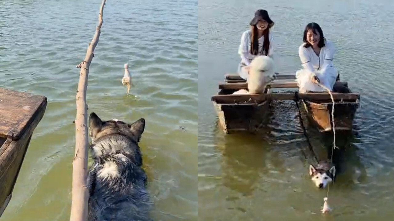 我的狗老公(一)拉婆婆下水我的狗老公与拉婆婆下水的奇遇