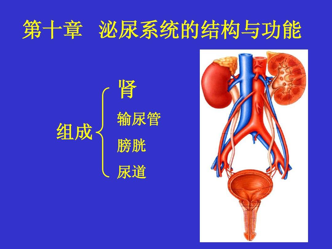 膀胱的奥秘，深入解析膀胱的生理结构与功能-第2张图片