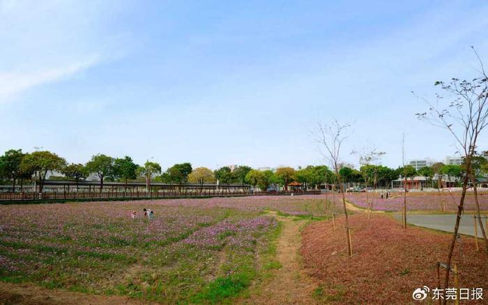 理塘县因格桑花海被称为天空之城理塘县，因格桑花海而闻名的天空之城-第3张图片