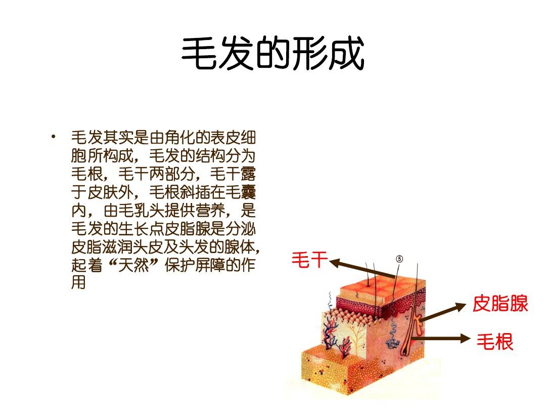 女人尿道的毛有多长女性尿道区域毛发的生理与健康探讨-第2张图片