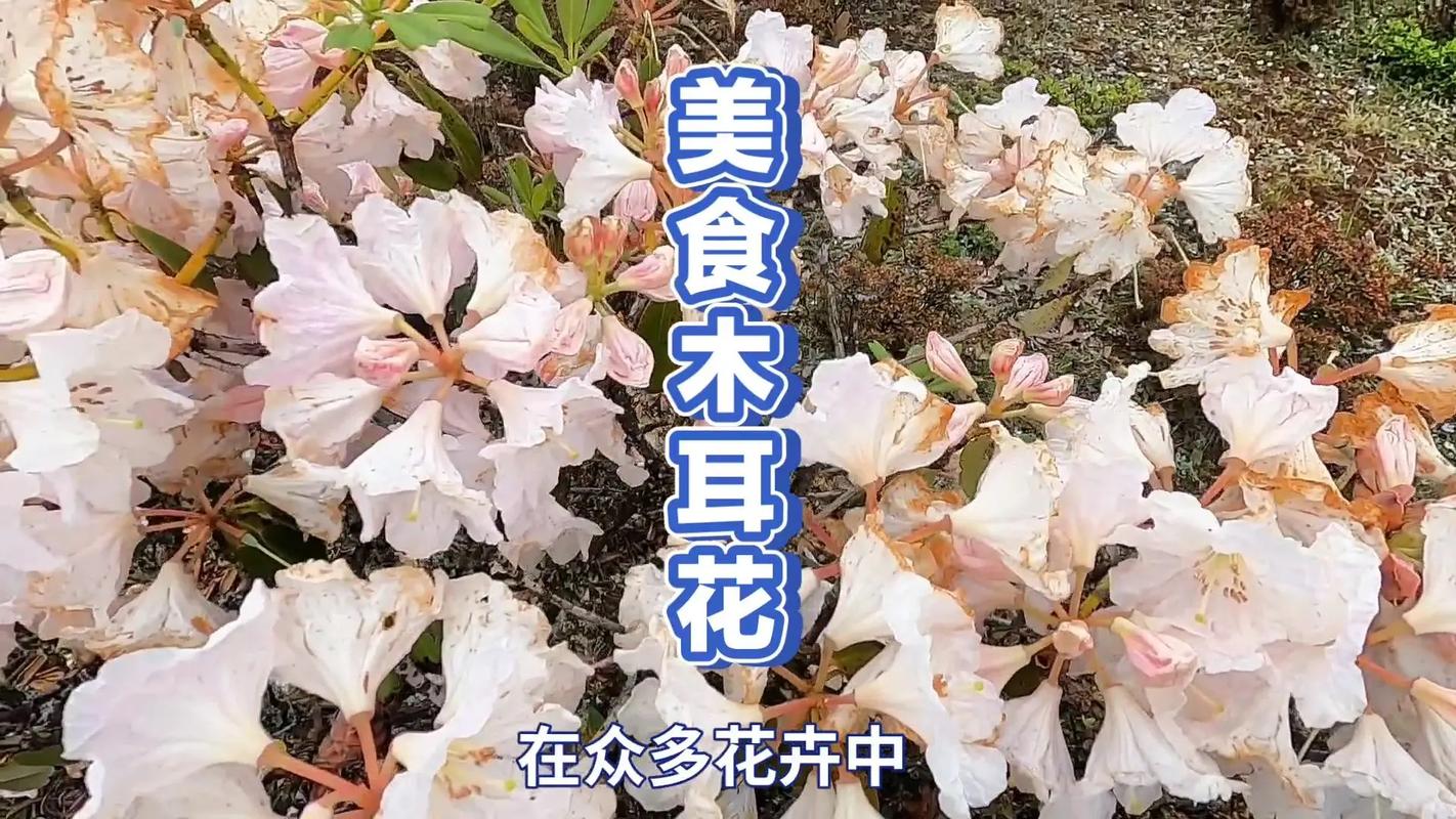 两个人吃花核心_两个人吃饭花200_花呗上门催收是几个人