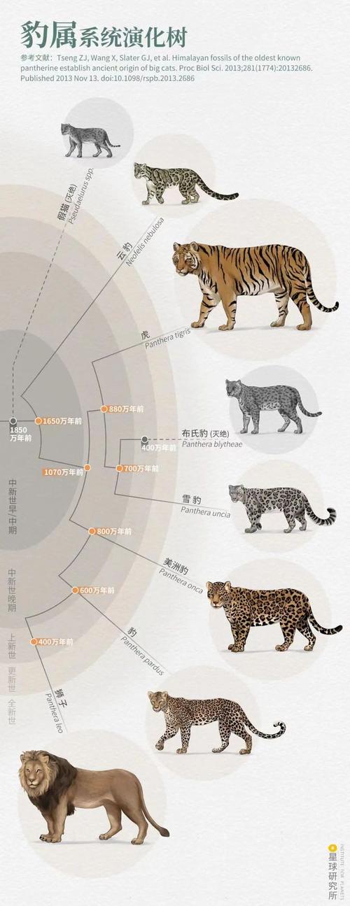 四影虎影ww4hu32cmo的起源、文化内涵与功能解析