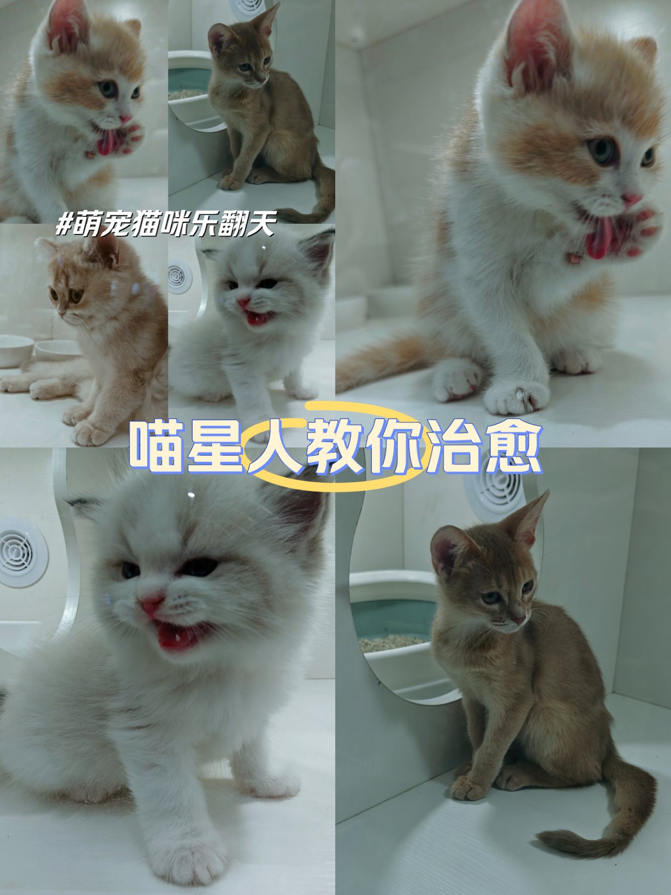 猫咪视频软件在线看片免费探索猫咪的魅力，猫咪视频软件在线看片体验