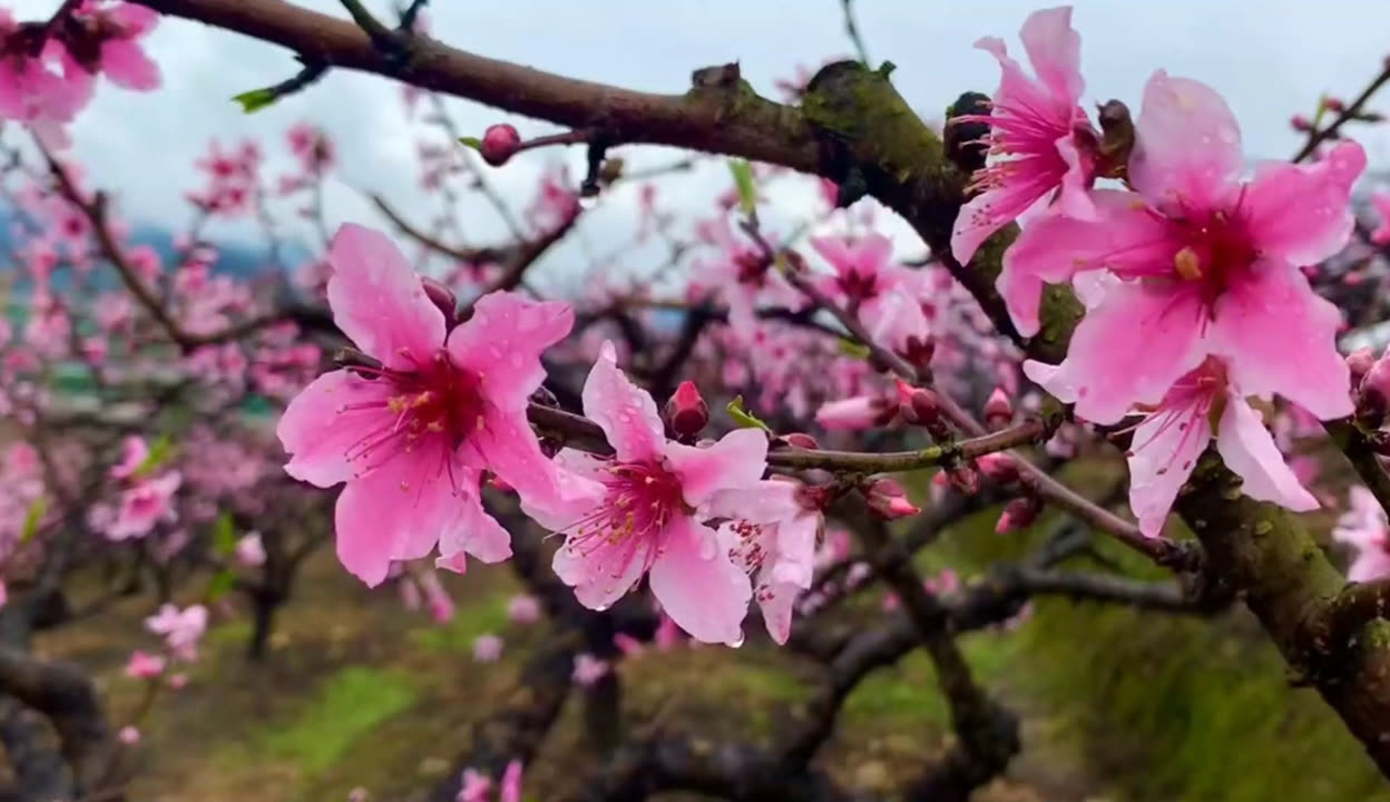 桃花视频，最新免费高清完整在线观看