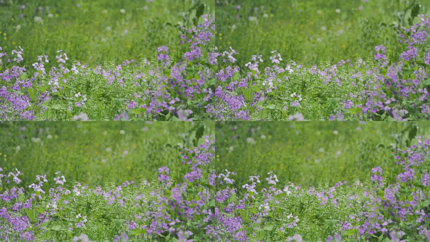 野花视频在线观看免费高清6野花之美，在线免费观看高清6视频的探索之旅-第3张图片