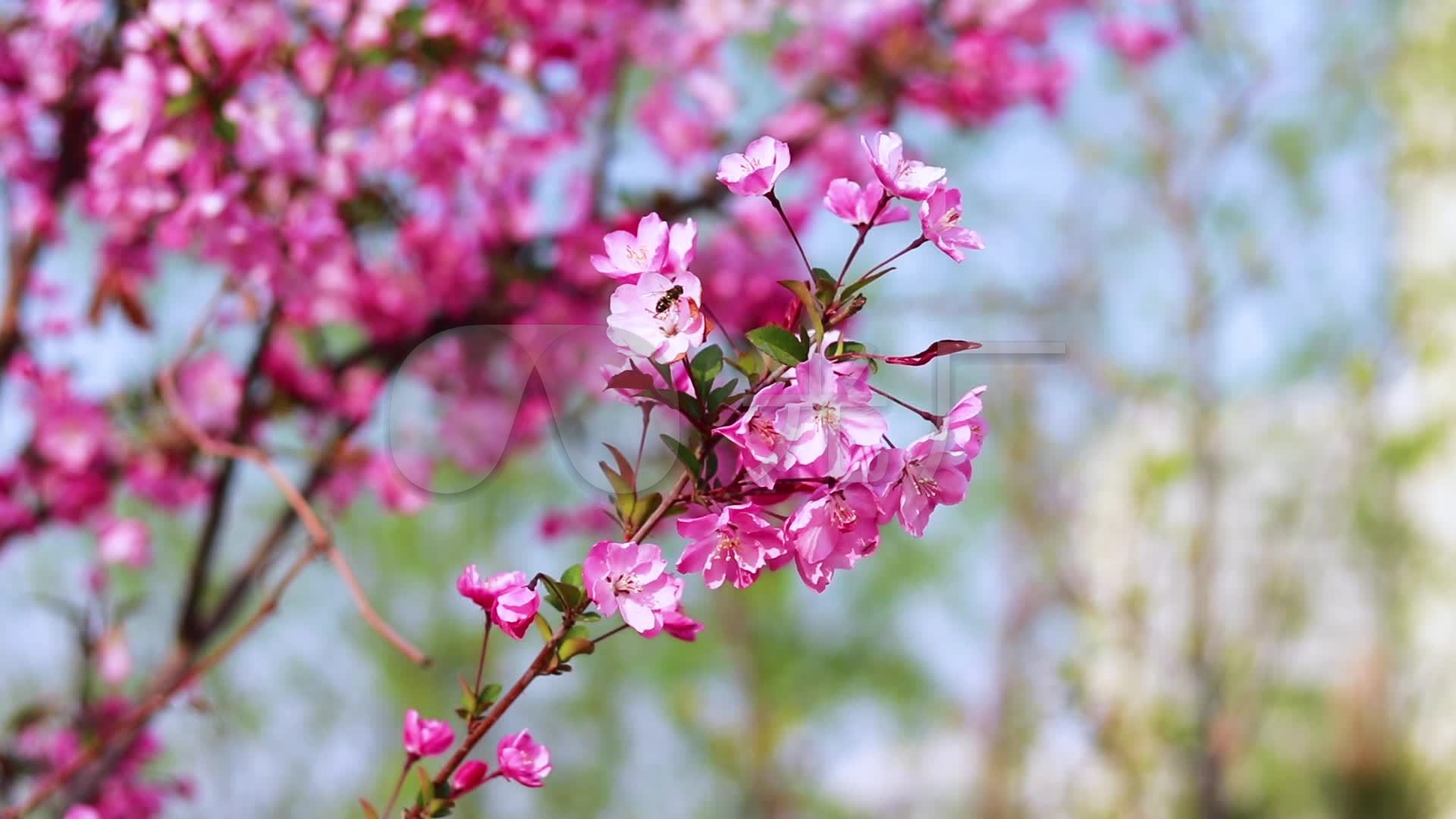 桃花视频观看免费，探索网络世界的视觉盛宴