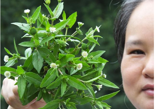 野草、乱码、一二三四之间的区别-第1张图片