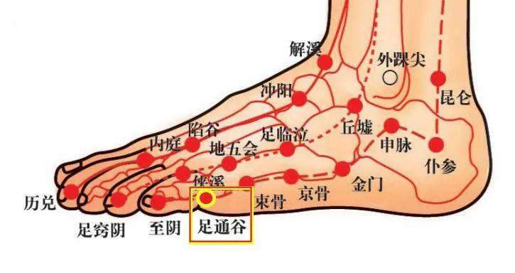 WRITE AS 膀胱膀胱的奥秘，深入解析膀胱的生理功能与健康维护-第2张图片