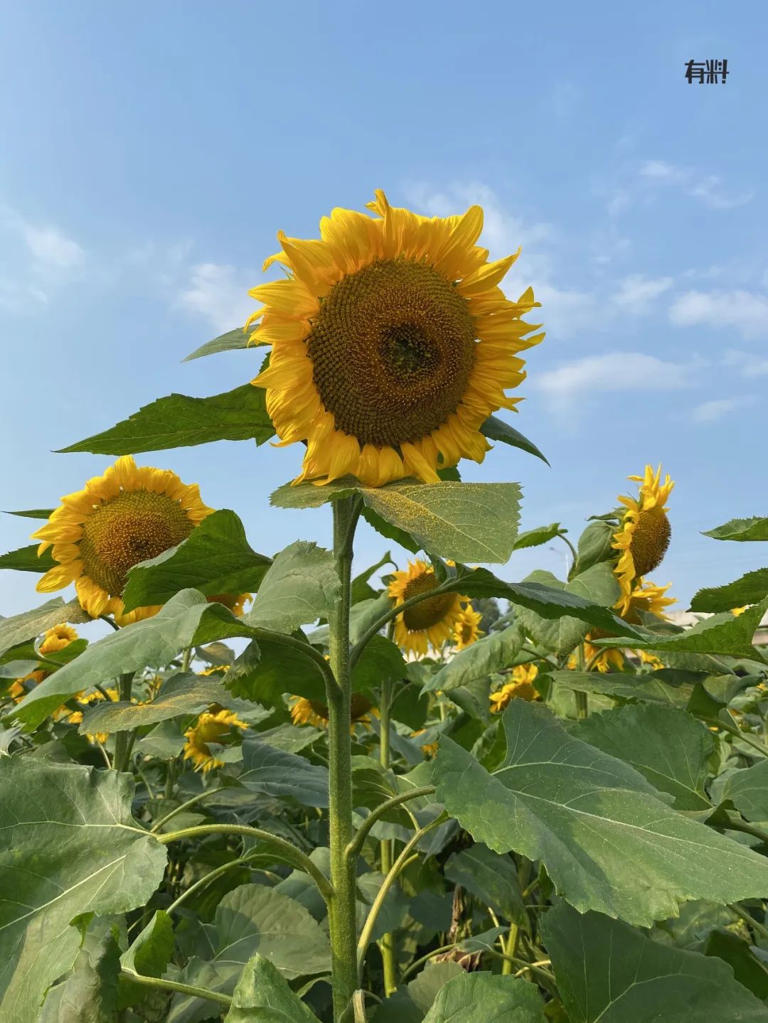 向日葵APP下载汅API免费站长统计章节目录向日葵APP，免费站长统计的汅API与章节目录的便捷下载