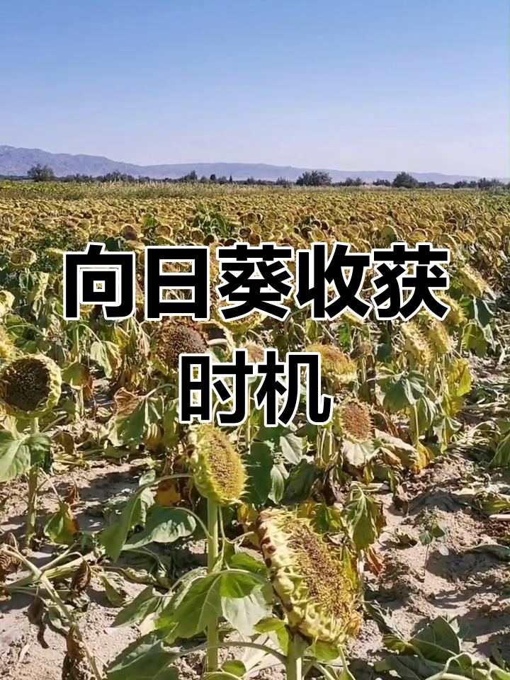 向日葵无敌破解版免费下载向日葵无敌破解版免费下载，安全、便捷的获取方式及注意事项-第1张图片