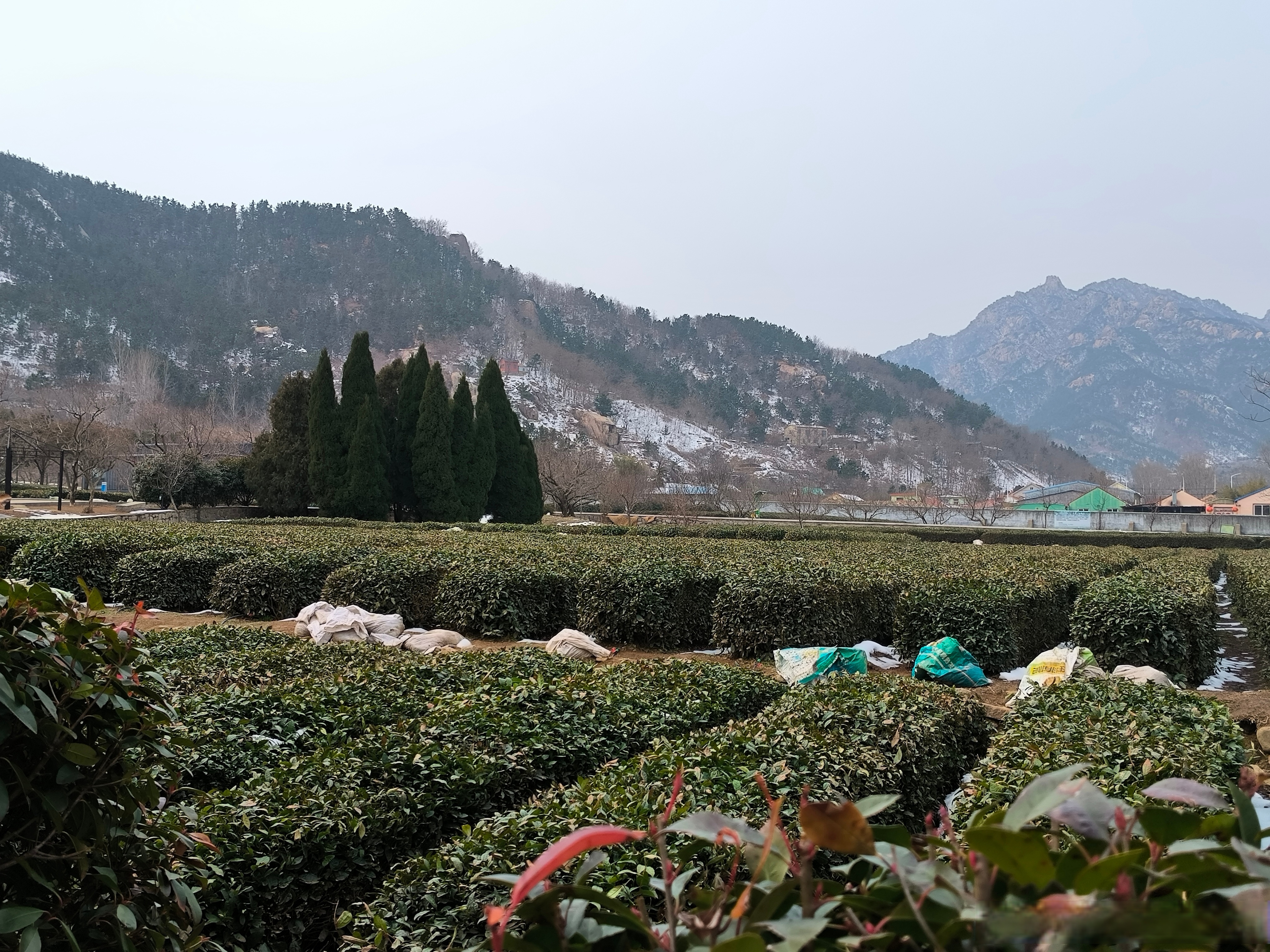 茶坊，品味生活的艺术殿堂