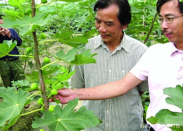 草榴的种植方法与步骤-第2张图片