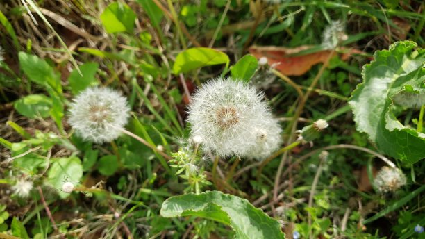 野花韩国视频在线观看免费高清版野花韩国视频在线观看免费高清版——探索韩国自然之美与文化魅力-第1张图片