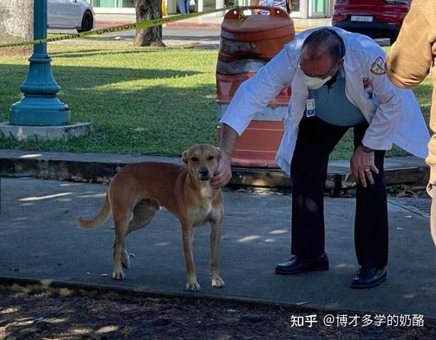 狗狗独自等待我两小时的奇妙经历-第2张图片