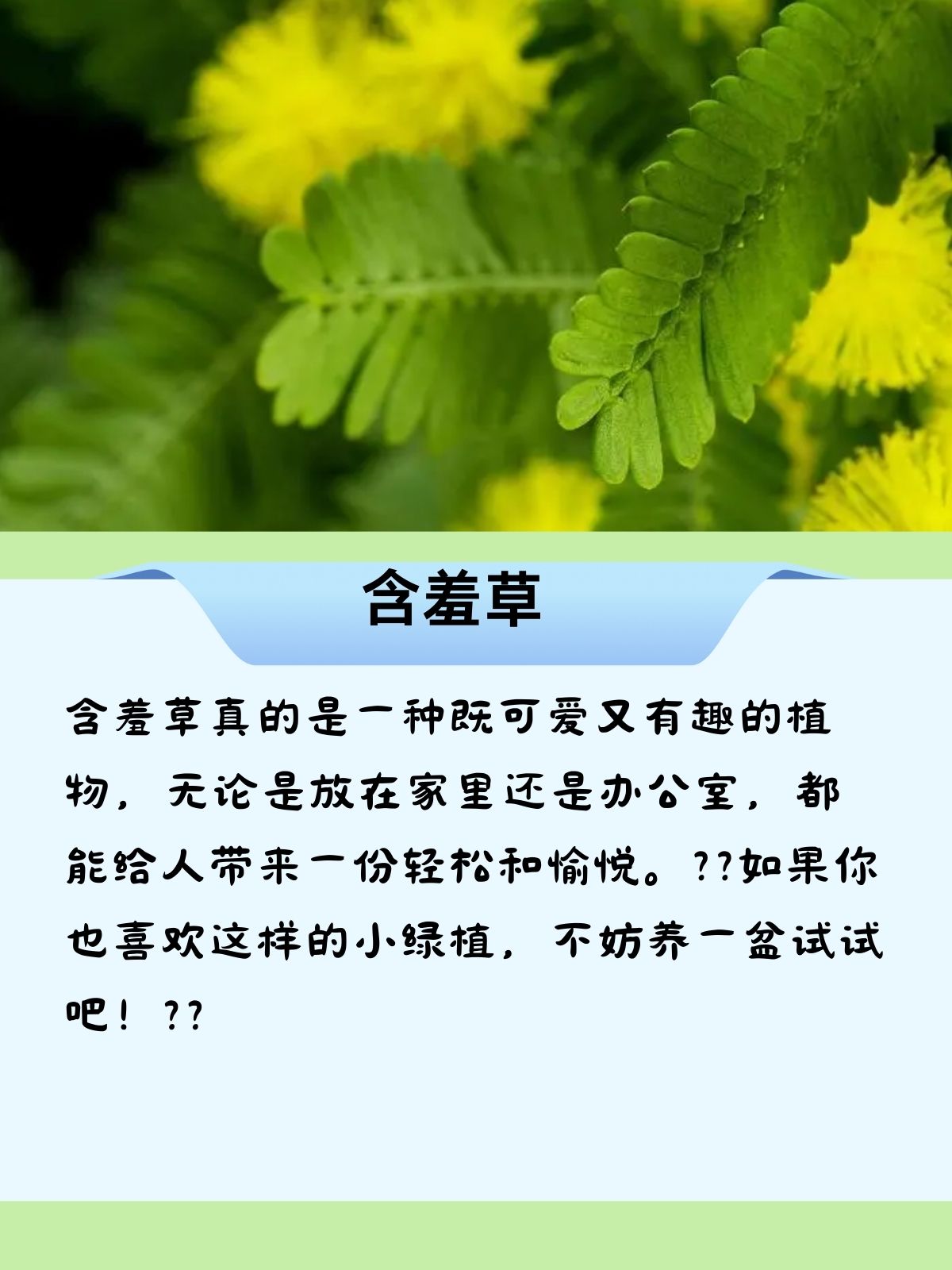 含羞草，自然界的奇妙现象在线免费观看指南-第1张图片