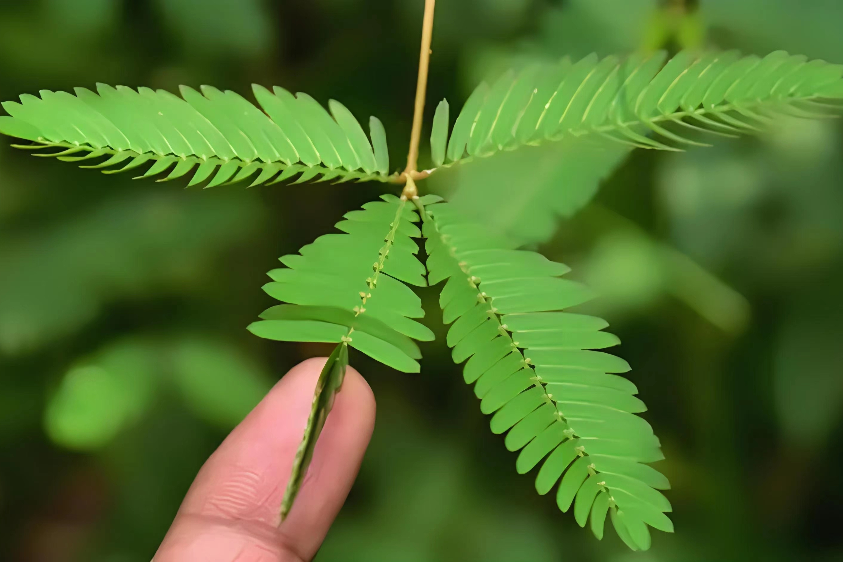 含羞草传媒，每日免费观看一次的下载安装体验-第1张图片