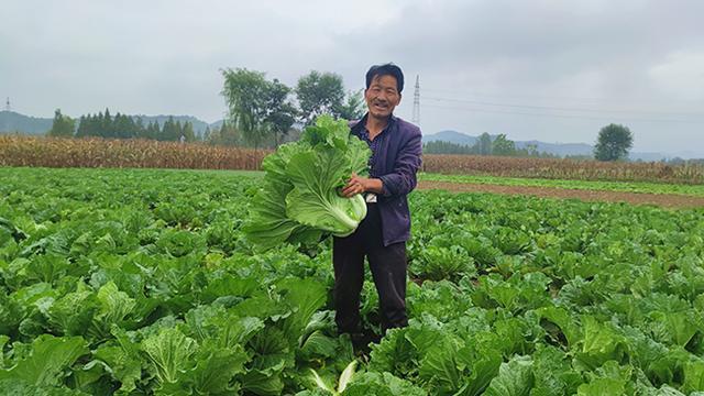 拨罗卜视频免费观看最新更新内容拨罗卜视频免费观看，探索农业与娱乐的完美结合-第2张图片