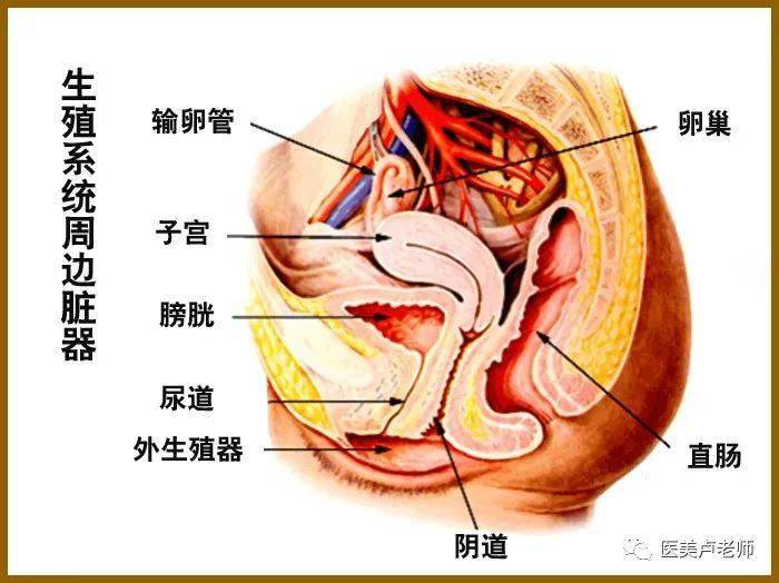 探索女性私密之谜，关于女性阴蒂的深度解析-第2张图片