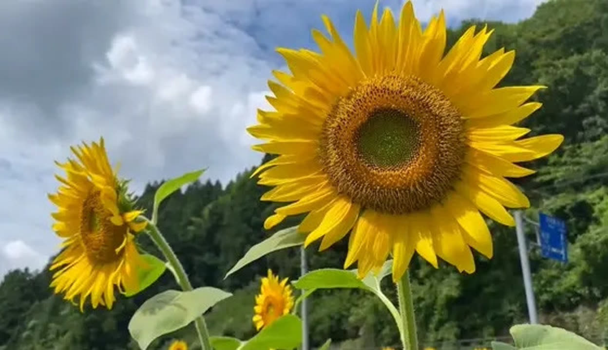 太阳花浏览器，探索互联网的全新体验-第2张图片