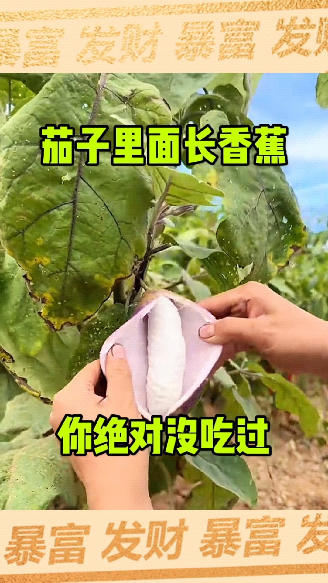 香蕉丝瓜草莓秋葵小猪芭乐茄子在线观看免费各板本合集探索多彩果蔬世界，香蕉、丝瓜、草莓、秋葵与小猪芭乐茄子的奇妙之旅