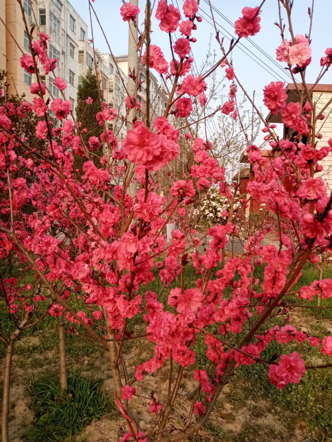 久久草色播夜鲁网久久草色播——自然之美与时间的流转-第1张图片